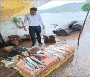 मत्स्य बाजारों में की गई छापामार कार्रवाई, 56 किलो लावारिस मछली जप्त।।